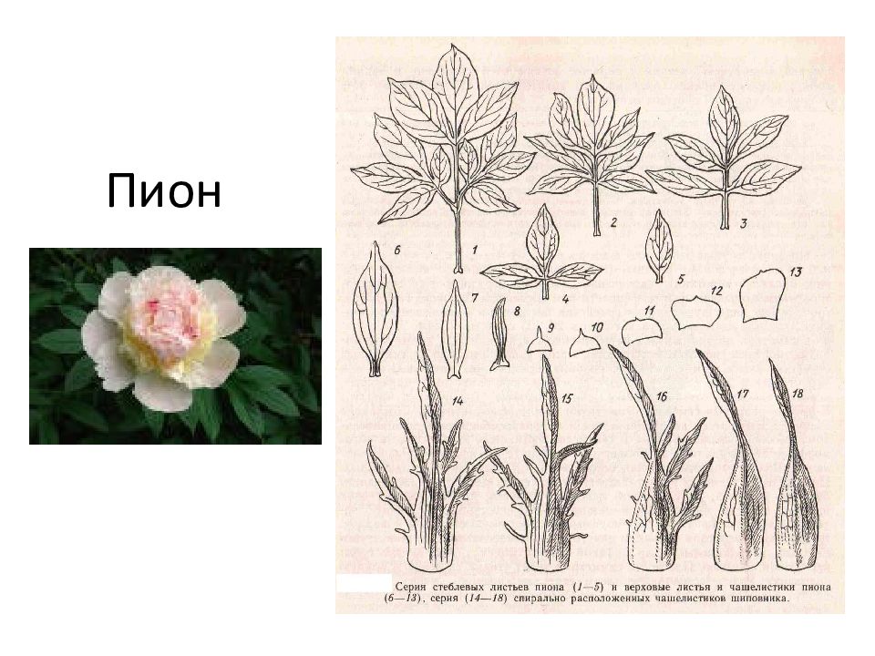 Строение цветка пиона схема и описание