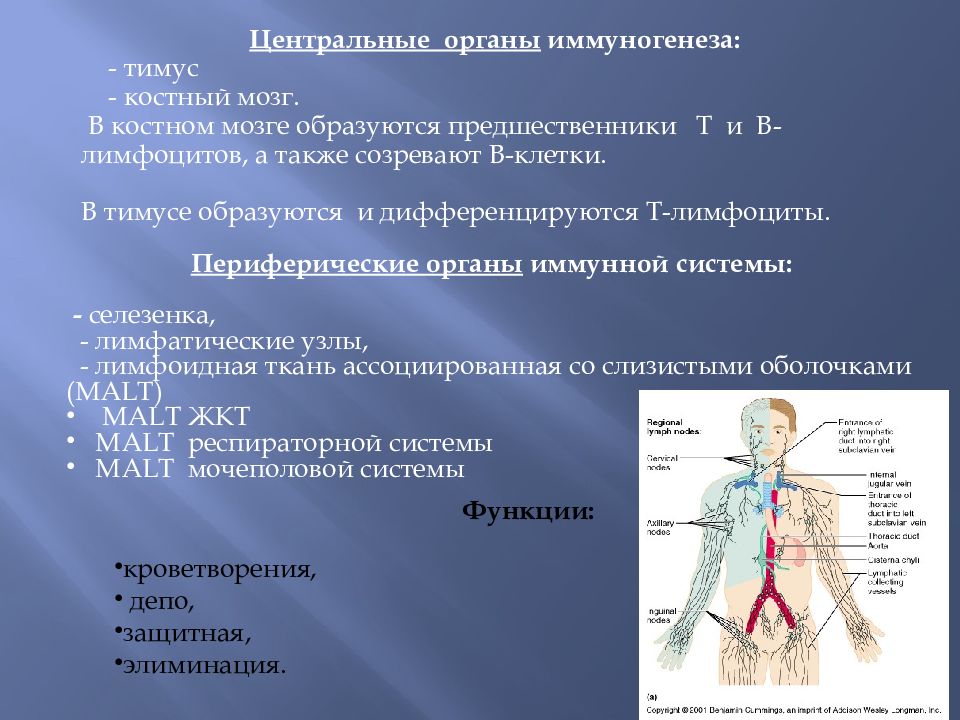 Иммунная система гистология презентация