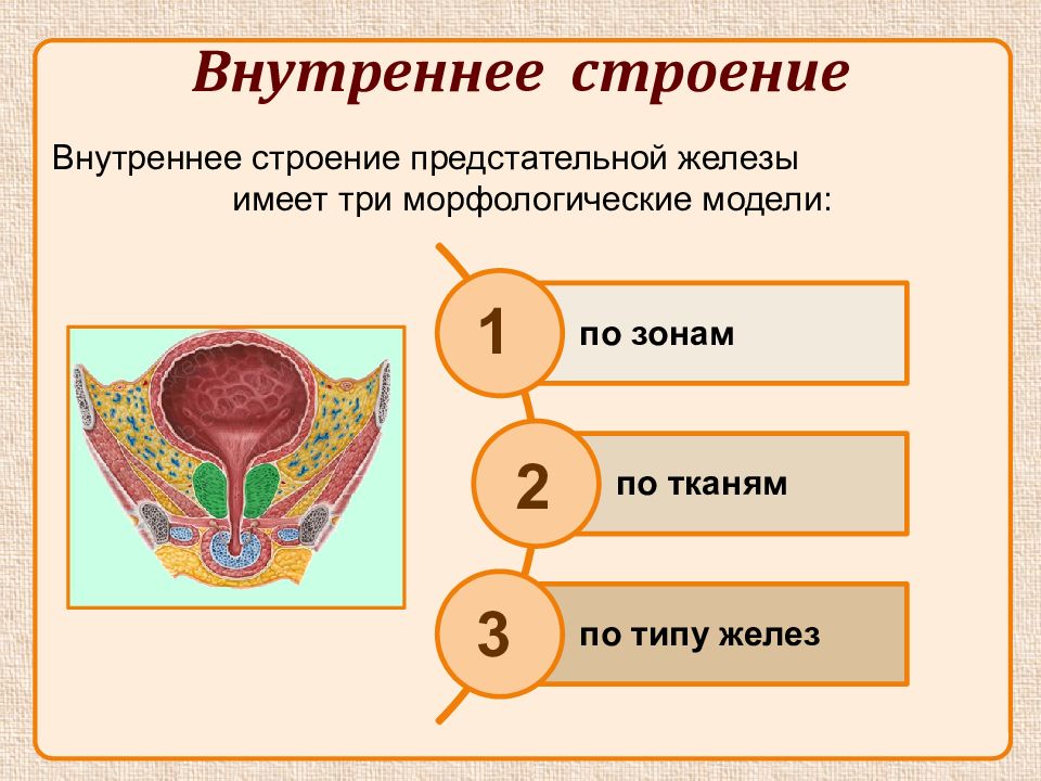 Анатомия предстательной железы