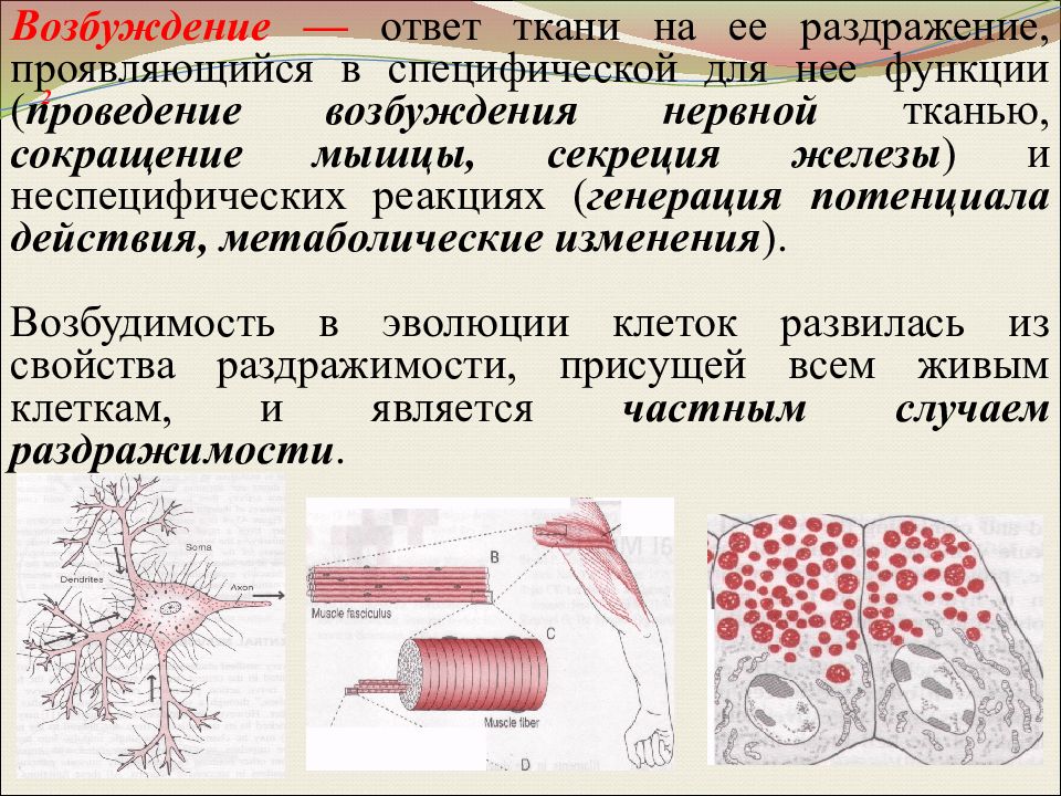 Уменьшение ткани. Возбудимость нервной ткани. Возбуждение ткани. Раздражение и возбуждение живых тканей организма. Условия проведения возбуждения в нервной ткани.