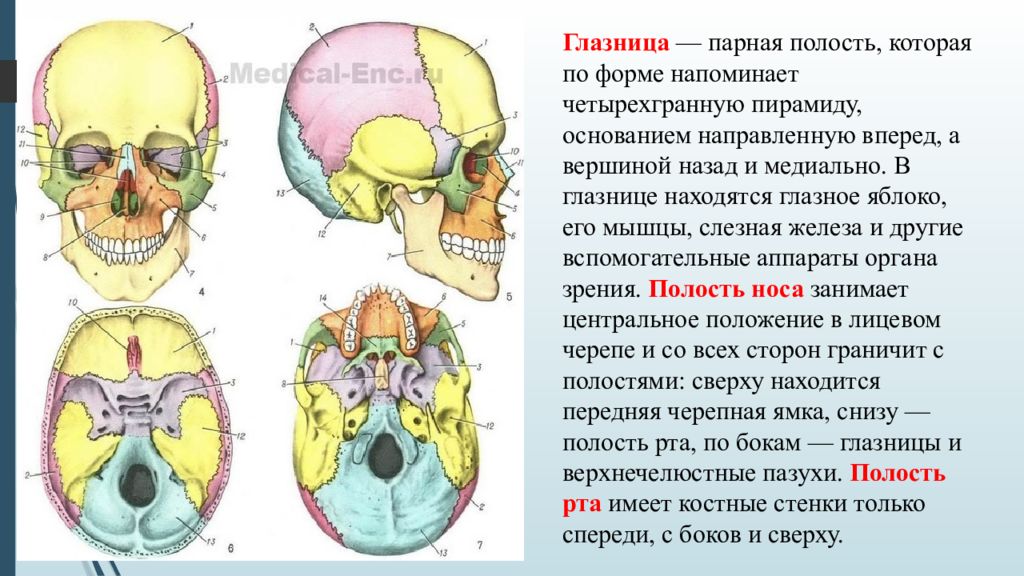 В полости черепа расположен. Глазница черепа анатомия. Ротовая полость анатомия черепа. Черепные ямки глазницы полость носа полость рта строение функции. Особенности строения костей основания черепа.