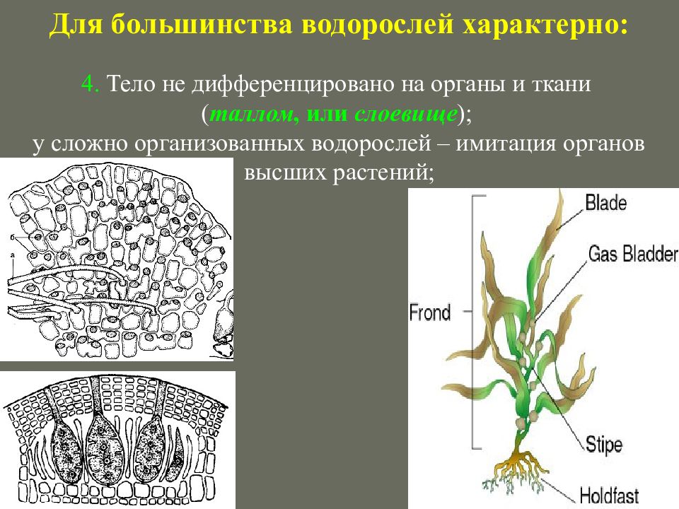 Для водорослей характерно ответ. Водоросли ткани и органы. Водоросли имеют ткани и органы. Растительная ткань водорослей. Растения, тело которых дифференцировано на ткани и органы;.