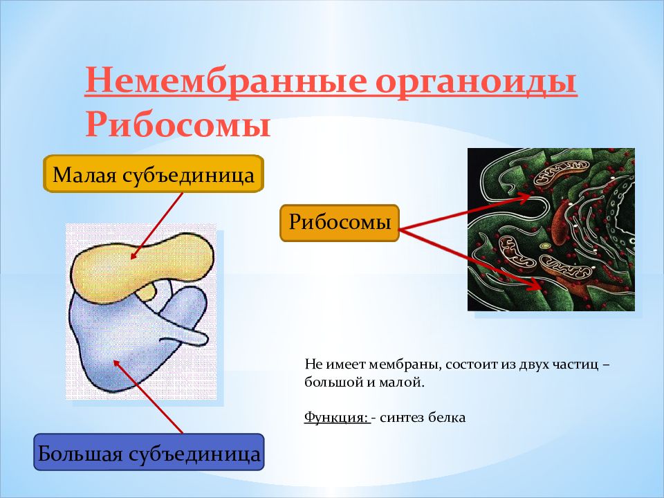 Синтез белков органелла. Большая и малая субъединицы рибосом. Немембранные органоиды клетки. Немембранные органеллы рибосомы. Мембранные и немембранные органоиды.