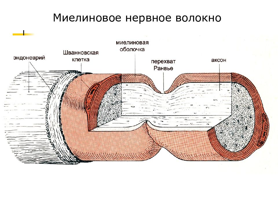 Миелиновая оболочка нервных волокон. Актовегин механизм действия. Механизм действия актовегина. Актовегин при сахарном диабете 2. Актовегин при сахарном диабете.