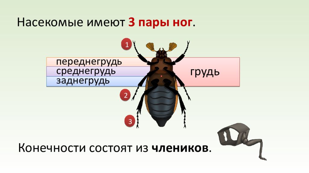 Состоят из члеников. Переднегрудь у насекомых. Заднегрудь у насекомых. Строение груди насекомых. Насекомое состоит из.