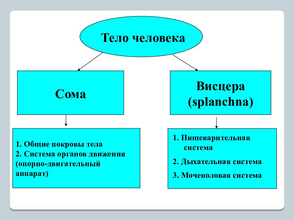 Следующая система. Системы органов. К висцере относятся следующие системы органов:. Понятие о соме и висцере..