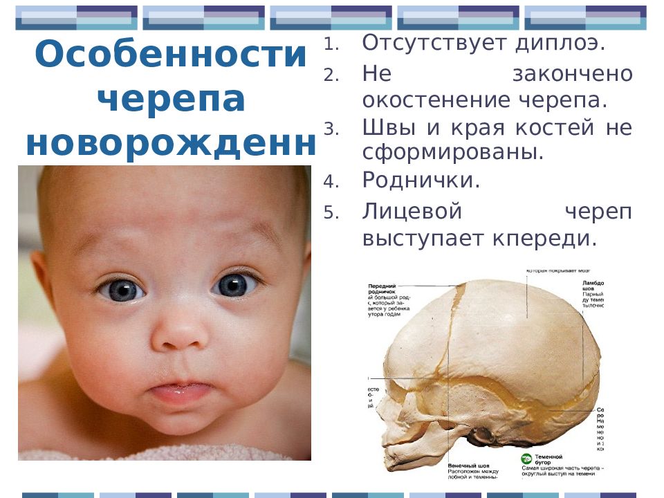 Развитие родничка. Строение черепа у новорожденных детей. Строение головы грудничка. Формирование черепа у младенца. Череп младенца анатомия.