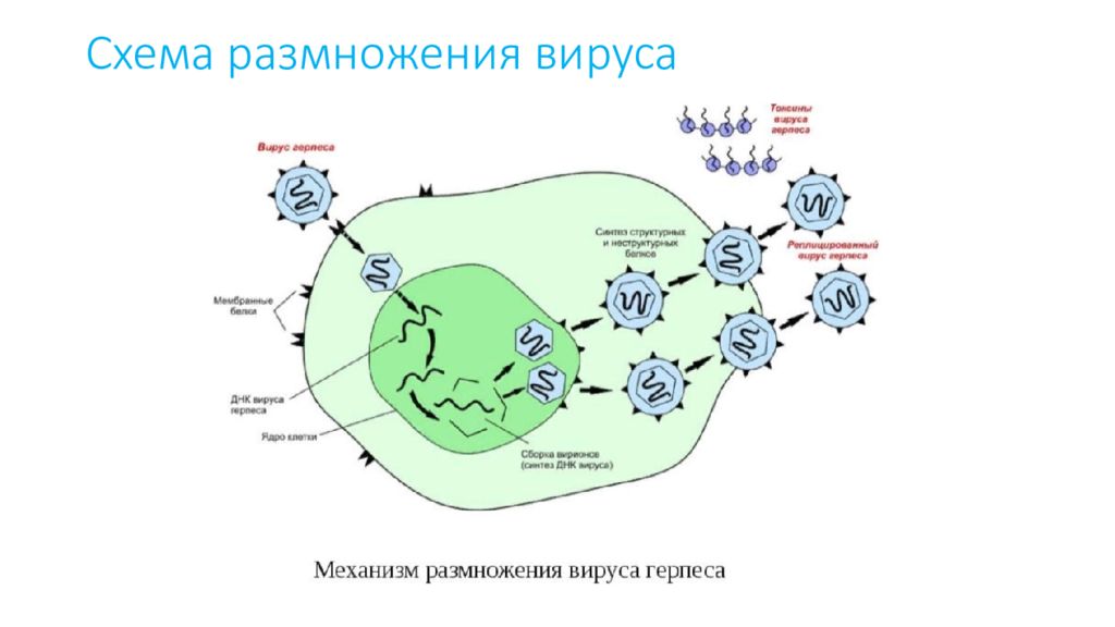 Схема размножения вирусов