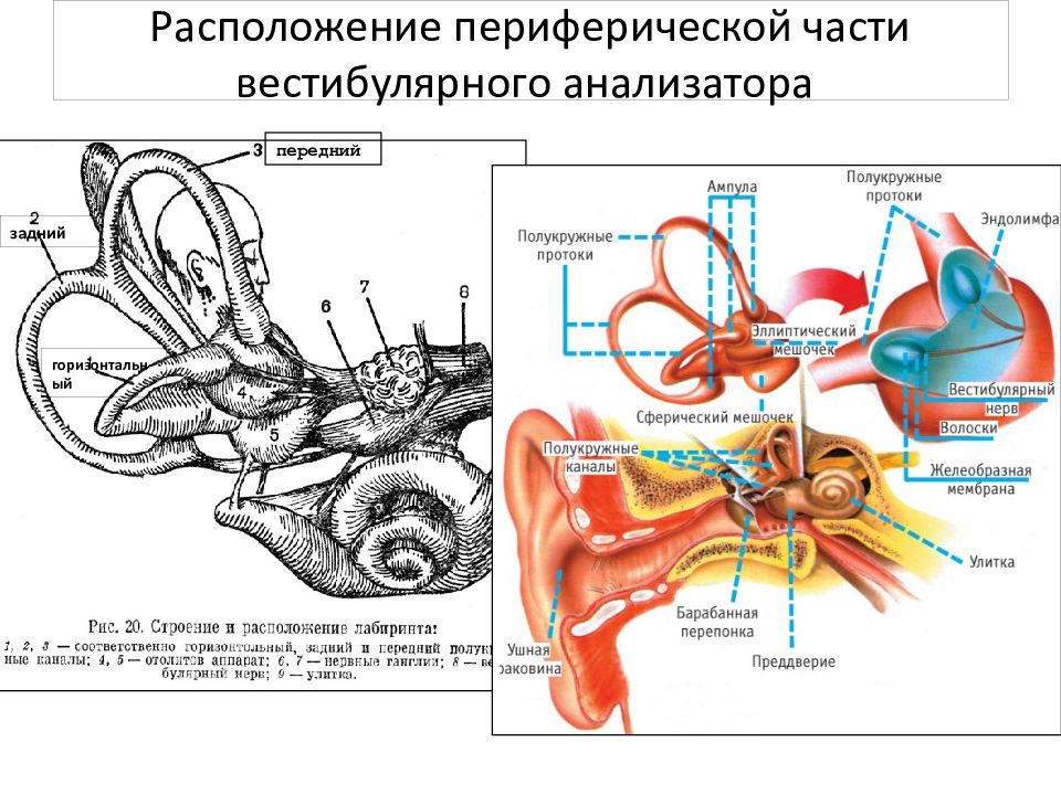 Схема периферического отдела вестибулярного анализатора