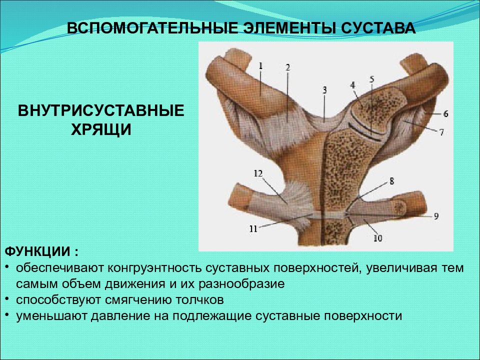 Суставные поверхности. Конгруэнтность суставных поверхностей. Суставные поверхности конгруэнтны. Суставные поверхности функции. Конгруэнтность суставных поверхностей обеспечивается.