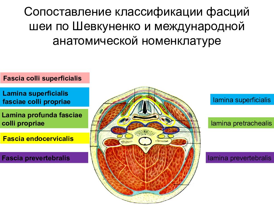 Фасции шеи рисунок