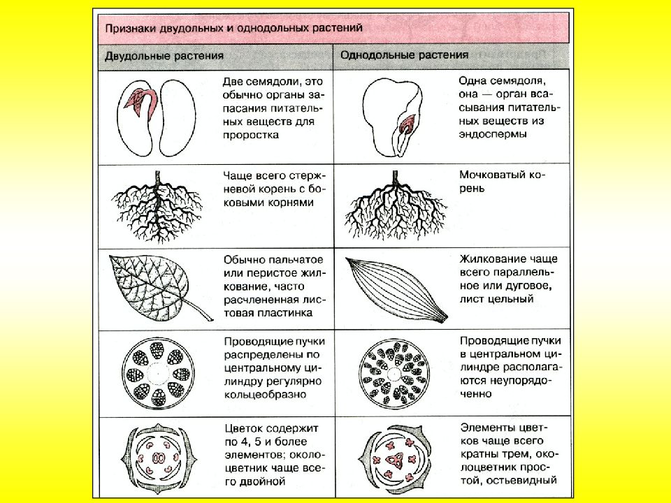 Презентация класс однодольные и двудольные 7 класс