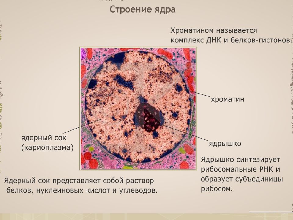 Кариоплазмой называют. Строение интерфазного ядра. Схема строения интерфазного ядра. Ядро строение интерфазного ядра. Структура интерфазного ядра рисунок.