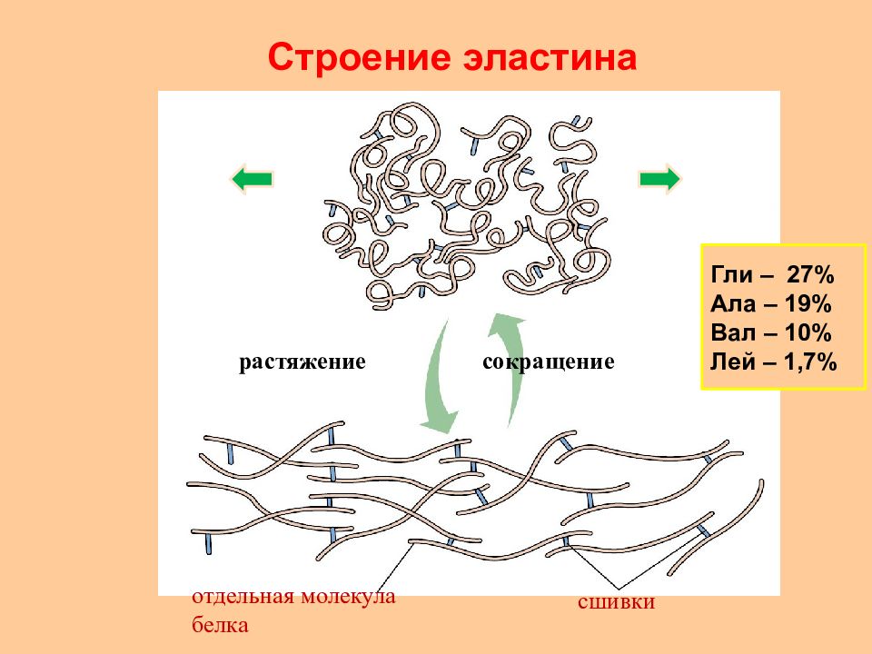 2 эластин. Эластин строение десмозин. Структура и строение эластина. Строение эластина биохимия. Первичная структура эластина.