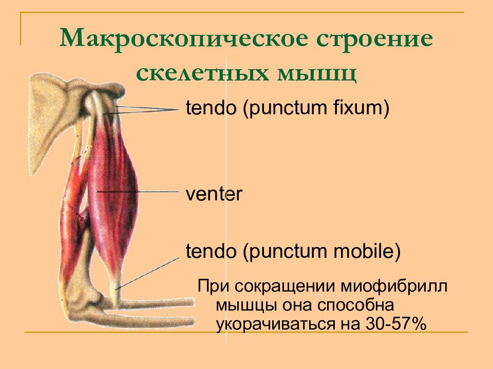 Строение и функции скелетных мышц. Макроскопическое строение мышц. Макроскопическое строение скелетных мышц. Внешнее строение скелетной мышцы. Микроскопическое и макроскопическое строение мышц.