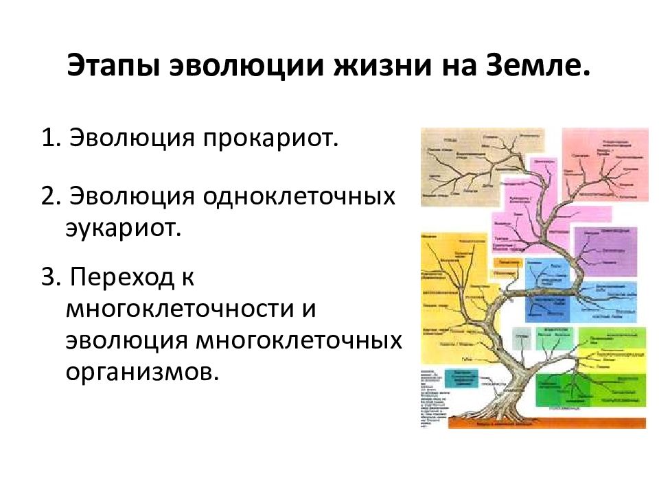 Эволюция живых организмов. Этапы возникновения жизни на земле схема. Этапы эволюции живых организмов. Начальные этапы развития жизни схема. Этапы эволюции жизни на земле.