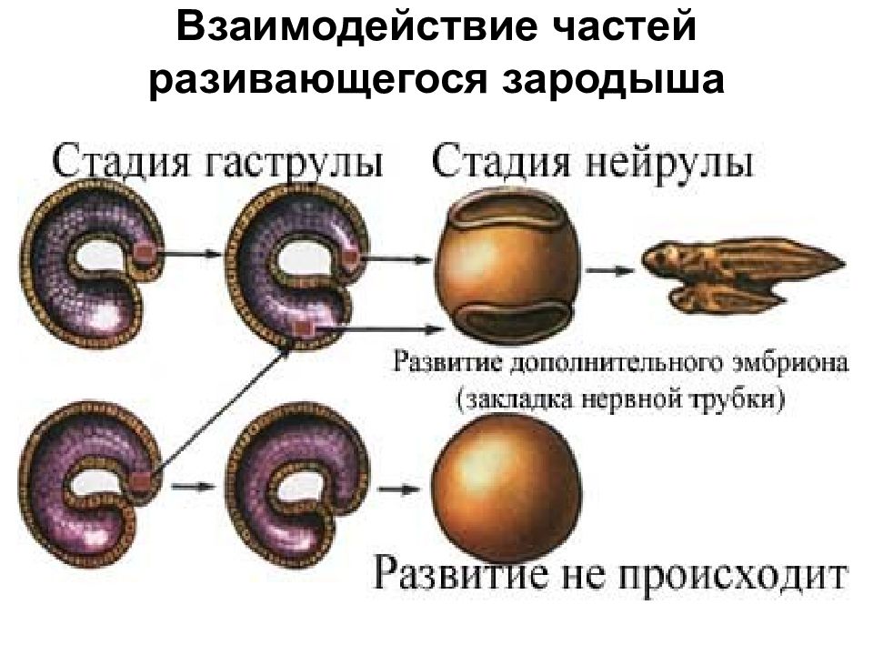 Зародыш чем полезны. Взаимодействие частей зародыша. Взаимовлияние частей развивающегося зародыша. Взаимодействие частей развивающегося организма. Сообщение на тему взаимодействие частей развивающегося зародыша.