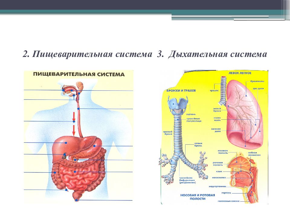 Пищеварение 2. Дыхательная и пищеварительная система. Органы дыхания и пищеварения. Строение дыхательной и пищеварительной системы человека схема. Пищеварительная система 2.