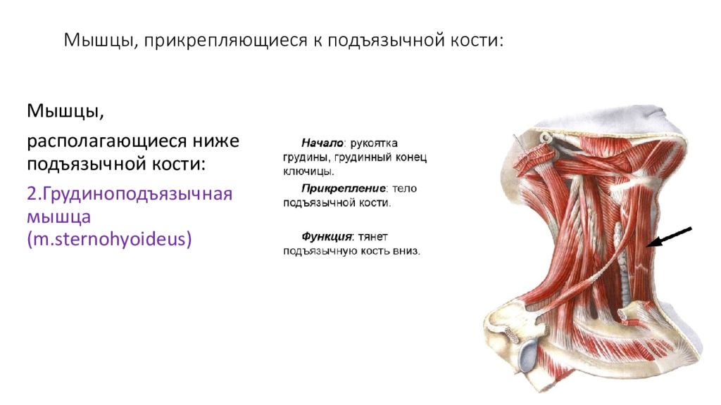 Костя прикрепляется к. Лопаточно-подъязычная мышца функции. Лопаточно подъязычная мышца начало прикрепление функции. Грудино щитовидная мышца функции. Грудино-подъязычная мышца функции.