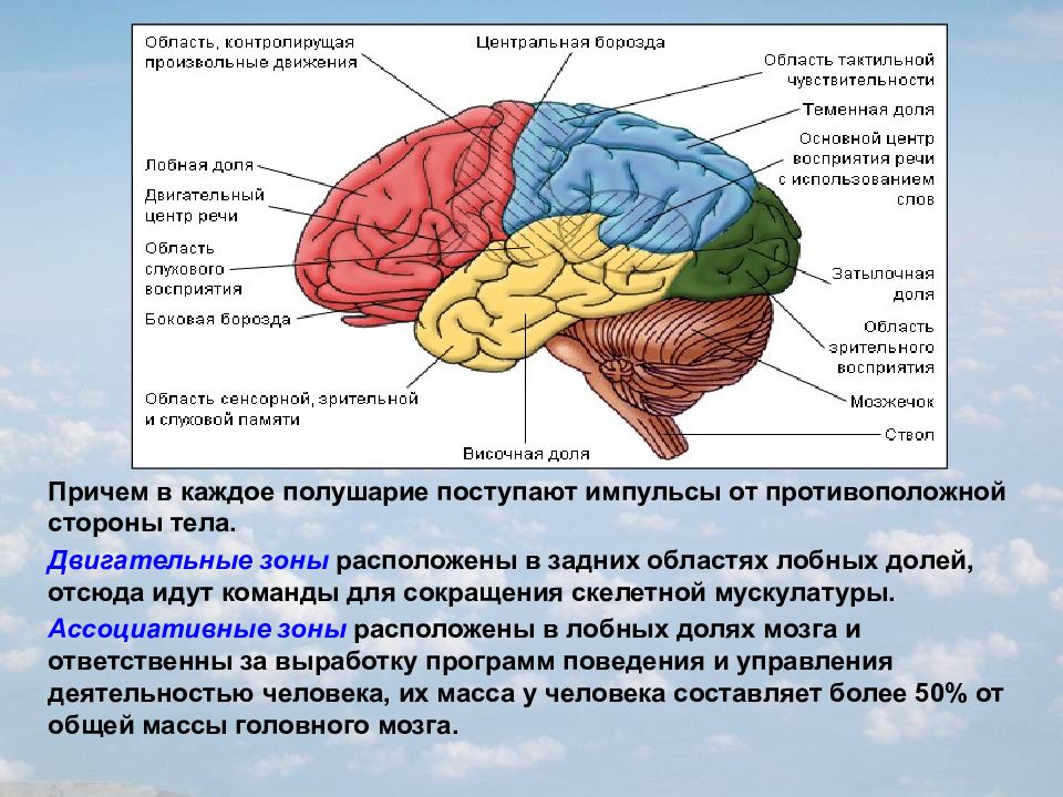 Физиология головного мозга презентация