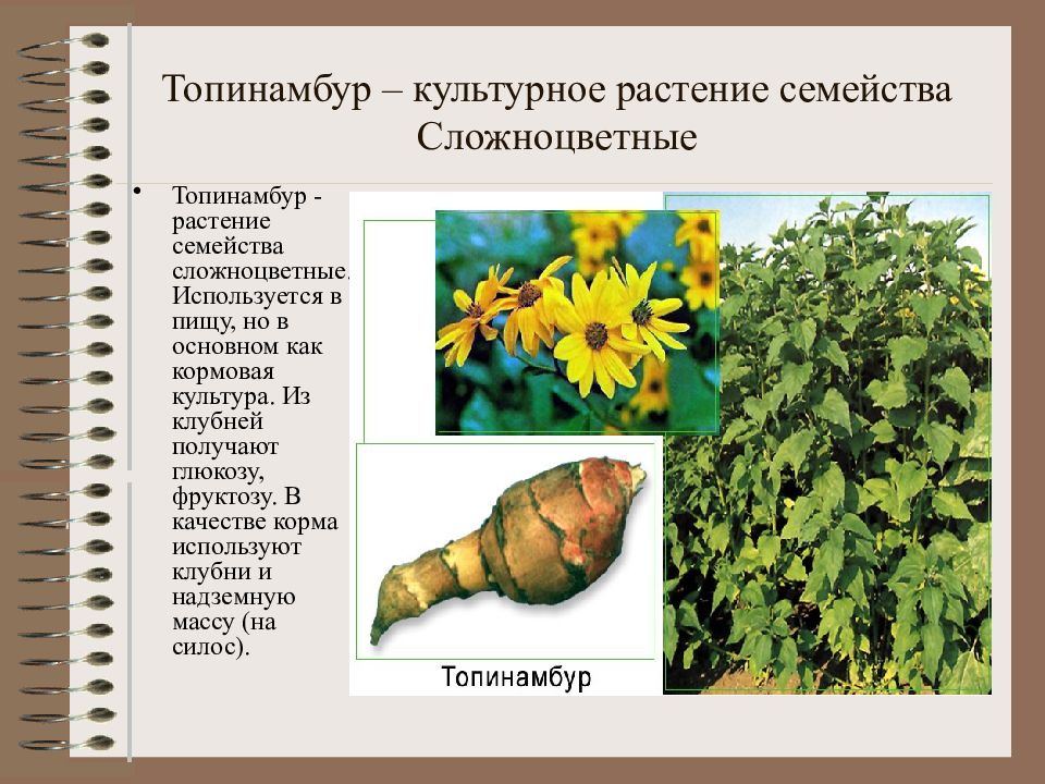 Топинамбур. Топинамбур строение. Лекарственные растения из класса двудольные. Топинамбур реферат.