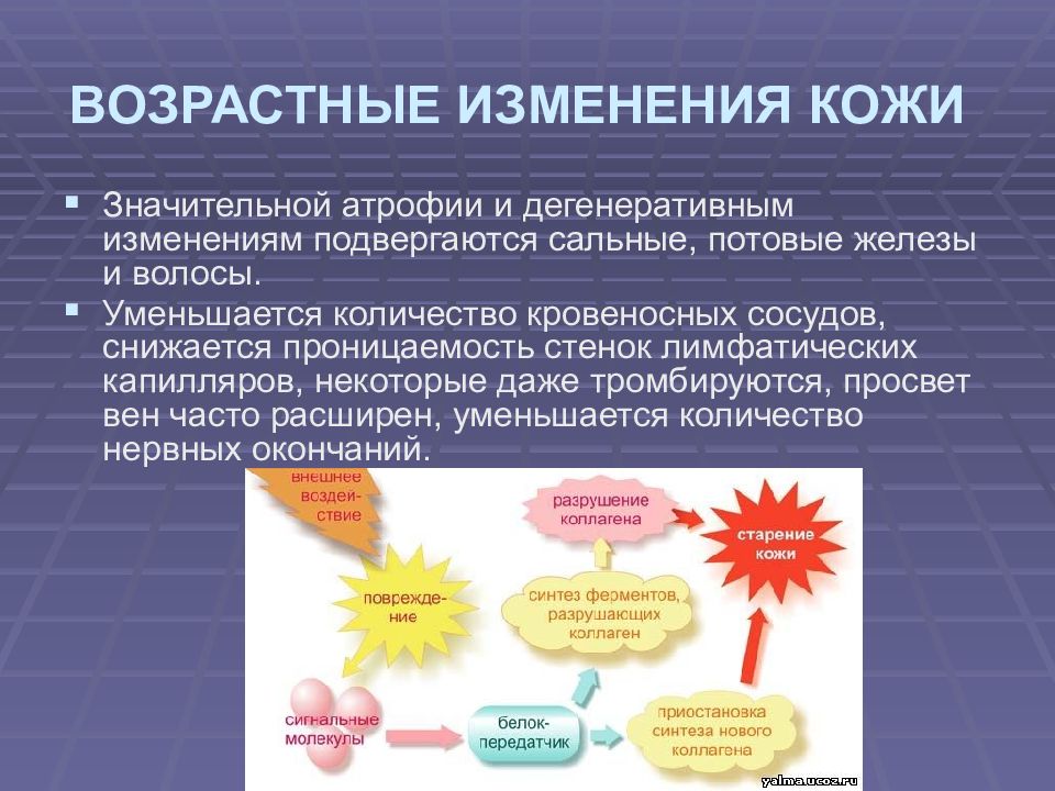 Презентация анатомо физиологические особенности пожилых людей