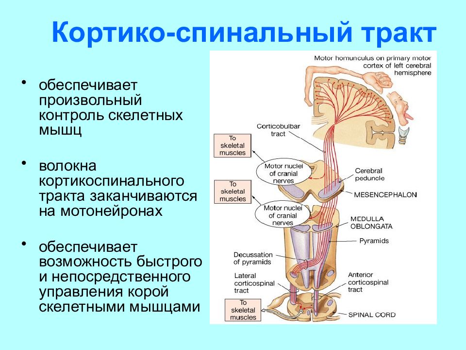 Кортико спинальный путь схема