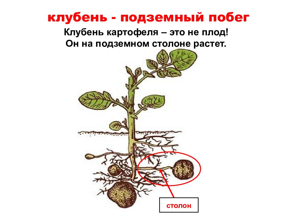 Подпишите рисунок как доказать что клубень является видоизменением побега а не корня