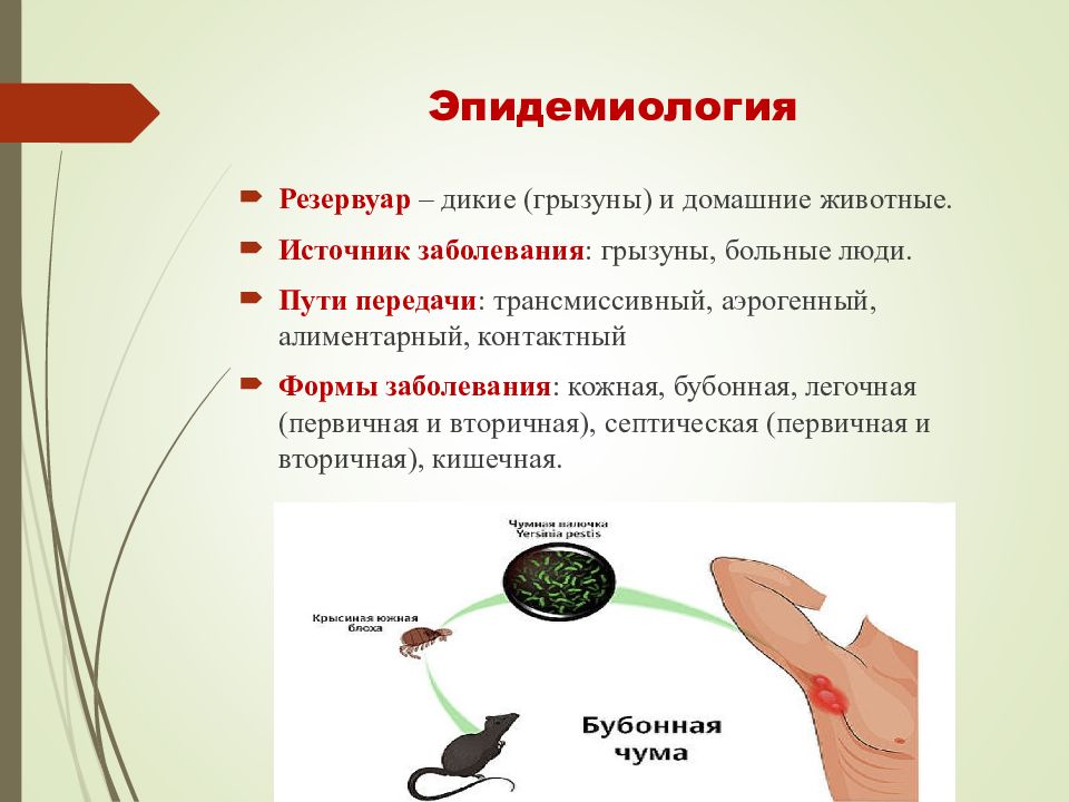 Пути передачи бубонной формы. Трансмиссивный путь передачи входные ворота.