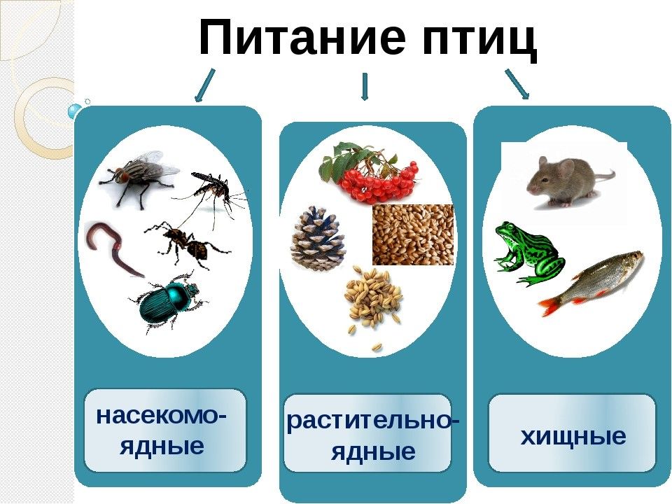 Питание Птиц Картинки