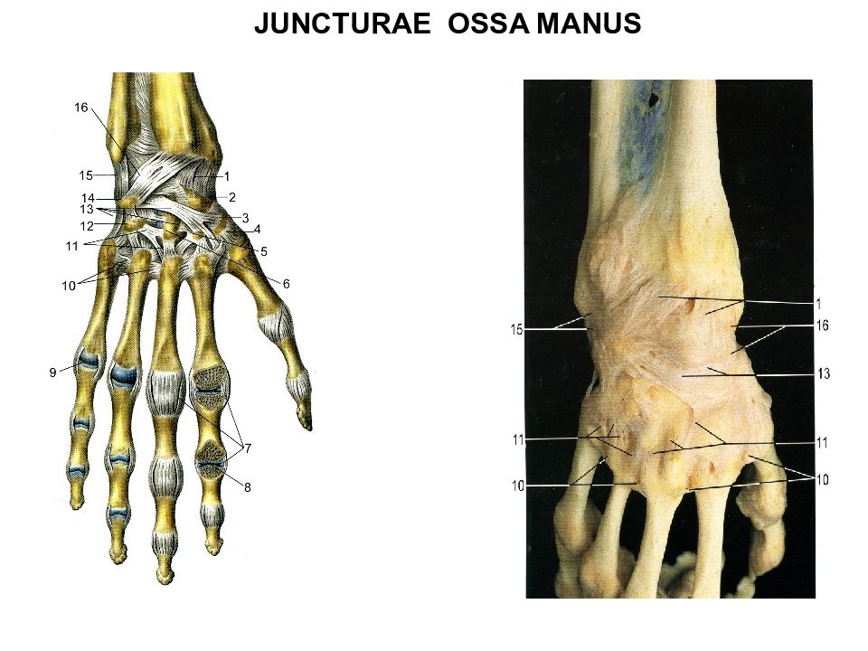 Соединения пояса. Ossa Manus анатомия. Соединения верхних конечностей. Соединения в свободной части верхней конечности. Лучезапястный сустав (Art. Radiocarpalis) является:.