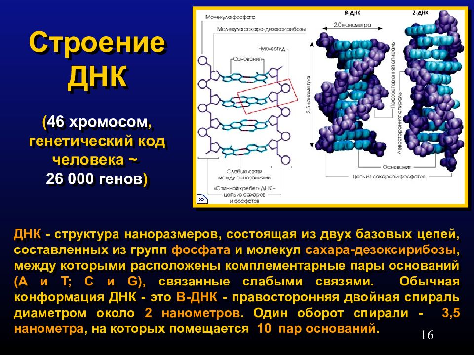 Генетические хромосомы. Генетический кодон человека. Строение ДНК. Структура ДНК человека. Код ДНК человека.