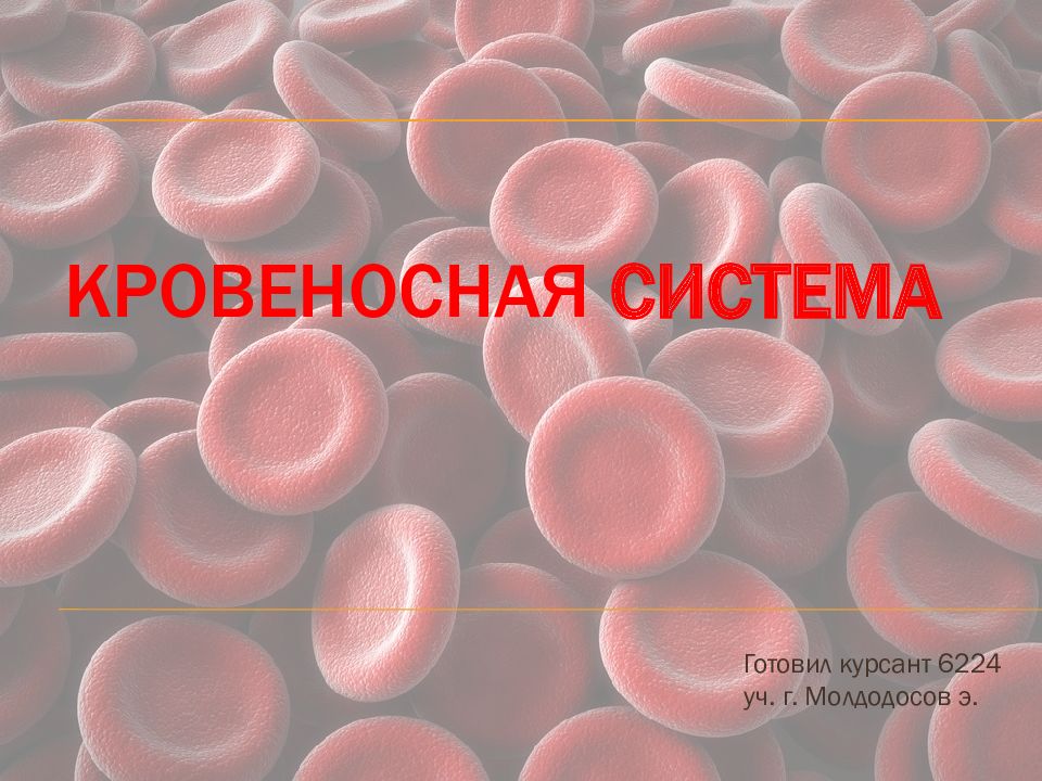 Кровеносная система