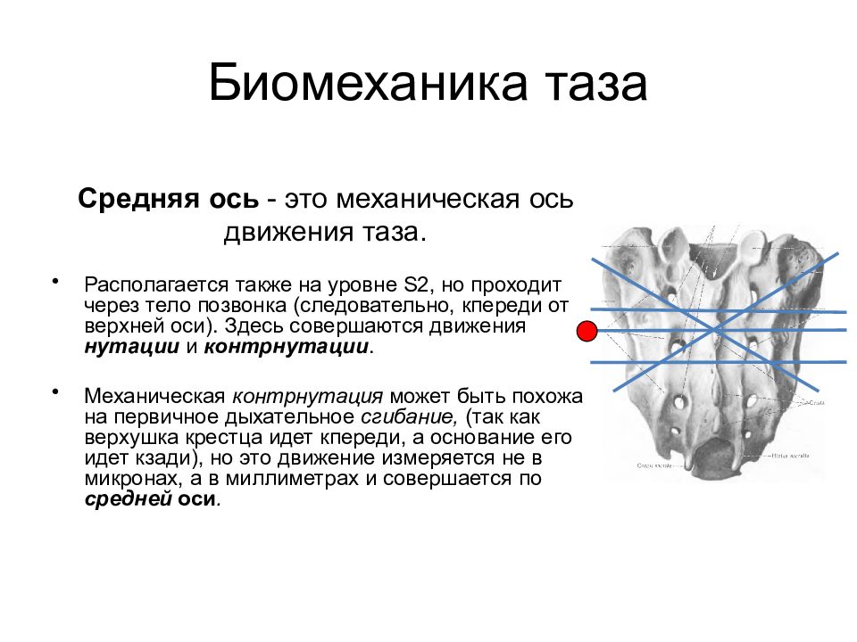 Средняя ось. Биомеханика таза. Движение таза. Биомеханика движения таза. Анатомия и биомеханика таза.