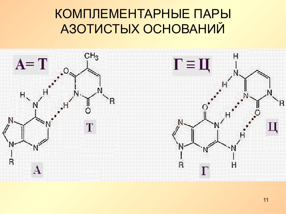 Соединение азотистых оснований. Комплементарные пары азотистых оснований. Формулы комплементарных азотистых оснований. Комплементарные пары азотистых оснований ДНК водородные связи. Комплементарные нуклеотиды ДНК.