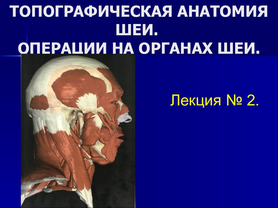 ТОПОГРАФИЧЕСКАЯ АНАТОМИЯ ШЕИ. ОПЕРАЦИИ НА ОРГАНАХ ШЕИ.