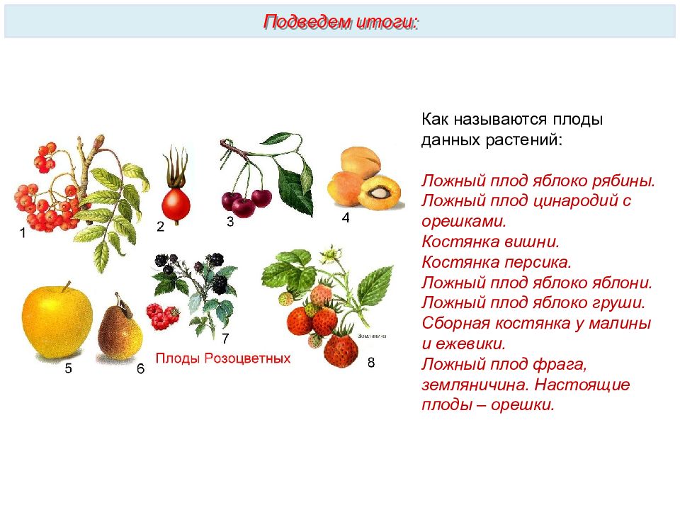 Что называют плодом. Название плода и характеристика яблони. Как называются плоды растений. Как называются плоды данных растений. Типы плодов яблони.