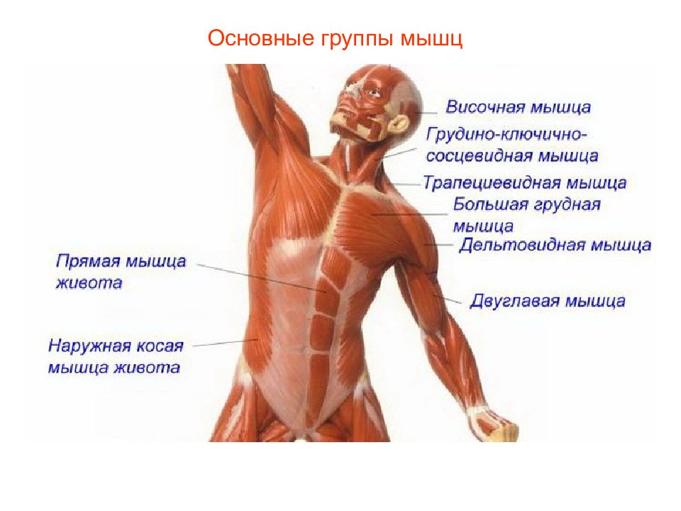 Строение человека мышцы фото с надписями у женщин