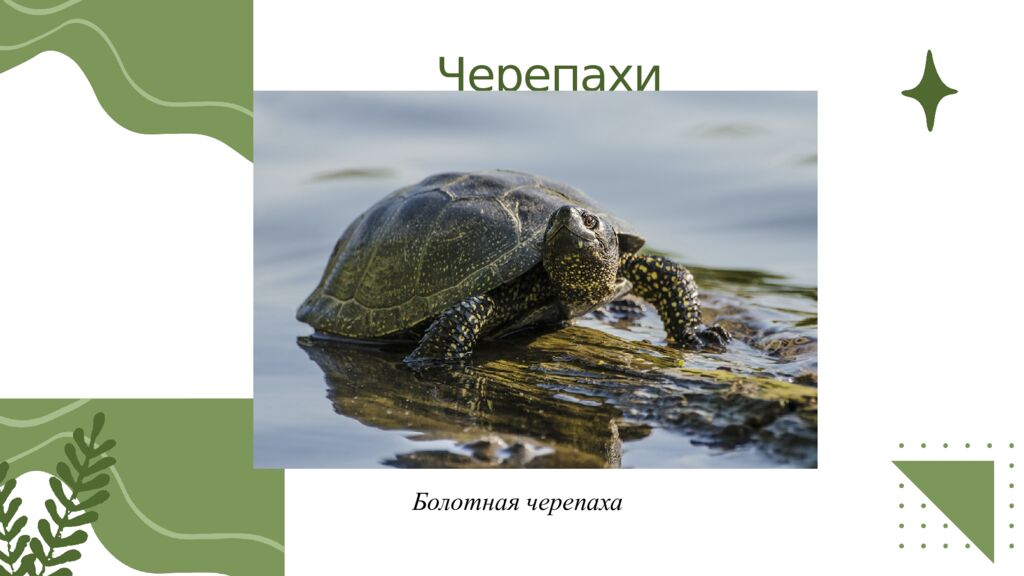 Общая характеристика пресмыкающихся