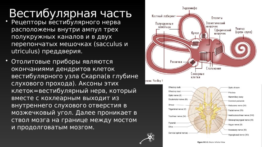 8 пара. Саккулюс и утрикулюс. Вестибулярный Лабиринт и перепончатый Лабиринт. Перепончатый Лабиринт внутреннего уха содержит. Строение перепончатого Лабиринта в вестибулярной части.