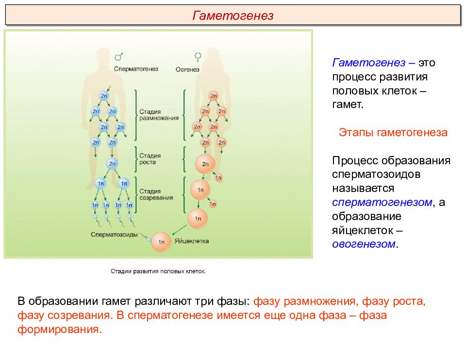 Последовательность процесса созревания женских половых клеток. Фазы гаметогенеза таблица. Таблица стадии развития половых клеток. Образование половых клеток сперматогенез. 2. Гаметогенез. Сперматогенез.