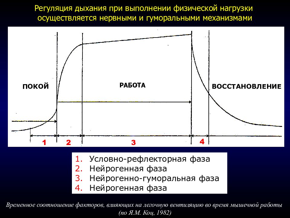 Дыхание при физических нагрузках