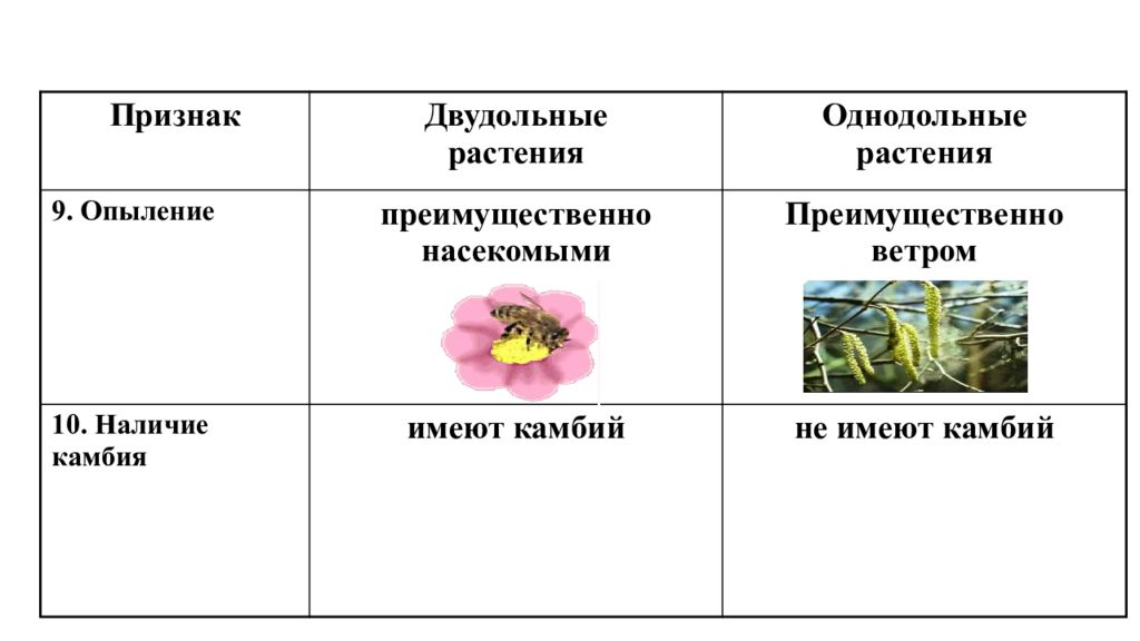 Схема опыления двудольных