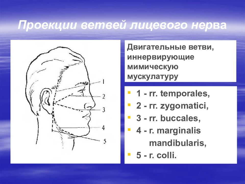 Схема проекции ветвей лицевого и тройничного нервов