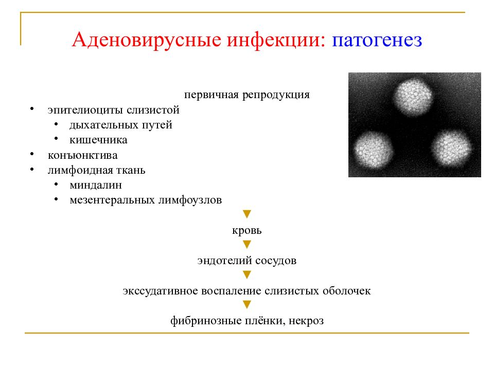 Для клинической картины аденовирусной инфекции характерно