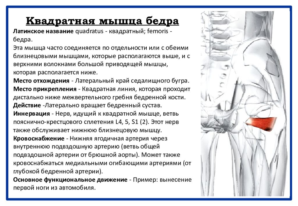 Квадратная мышца бедра. Квадратная мышца бедра анатомия. Кввдратнпя м ышца.бедра. Квалратная мышцабедра. Квадратная мышца бедра мышца.