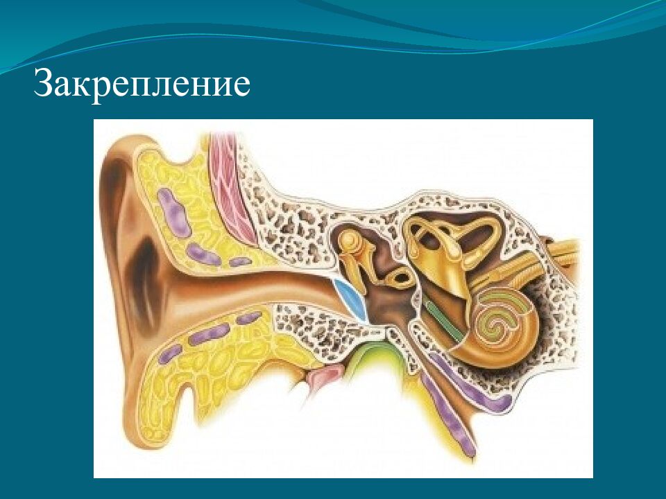 Закрепление