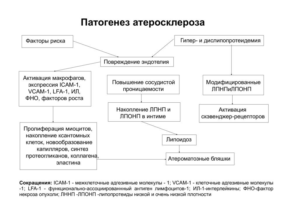 Теории патогенеза атеросклероза. Патогенез атеросклероза схема.