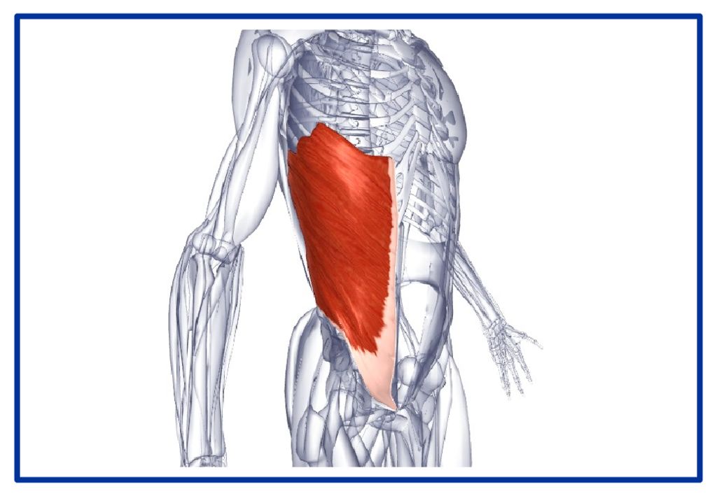 Externus abdominis musculus