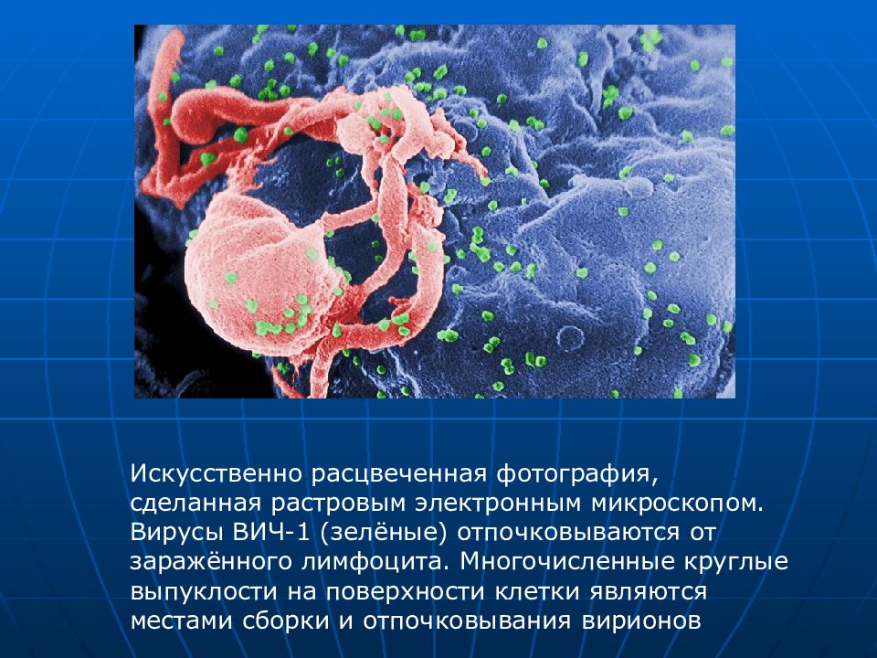 Вирус иммунодефицита семейство